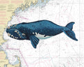 GOM Right Whale