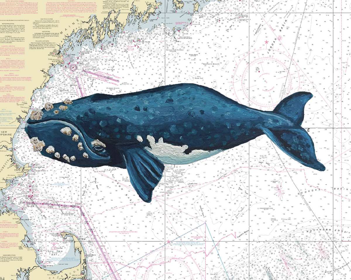 GOM Right Whale