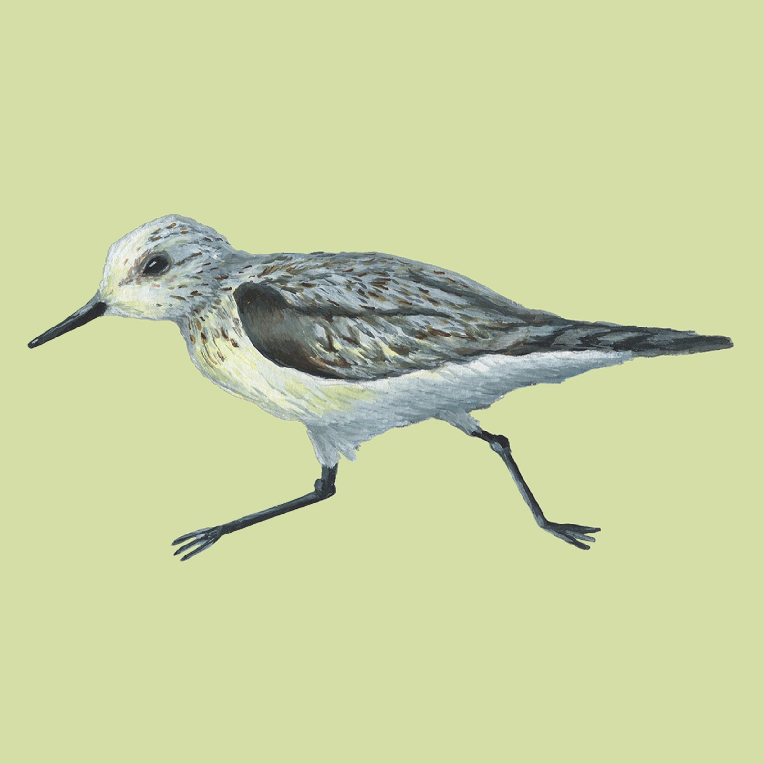 Sanderling Print