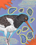 American Oystercatcher Print