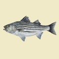Striped Bass Print