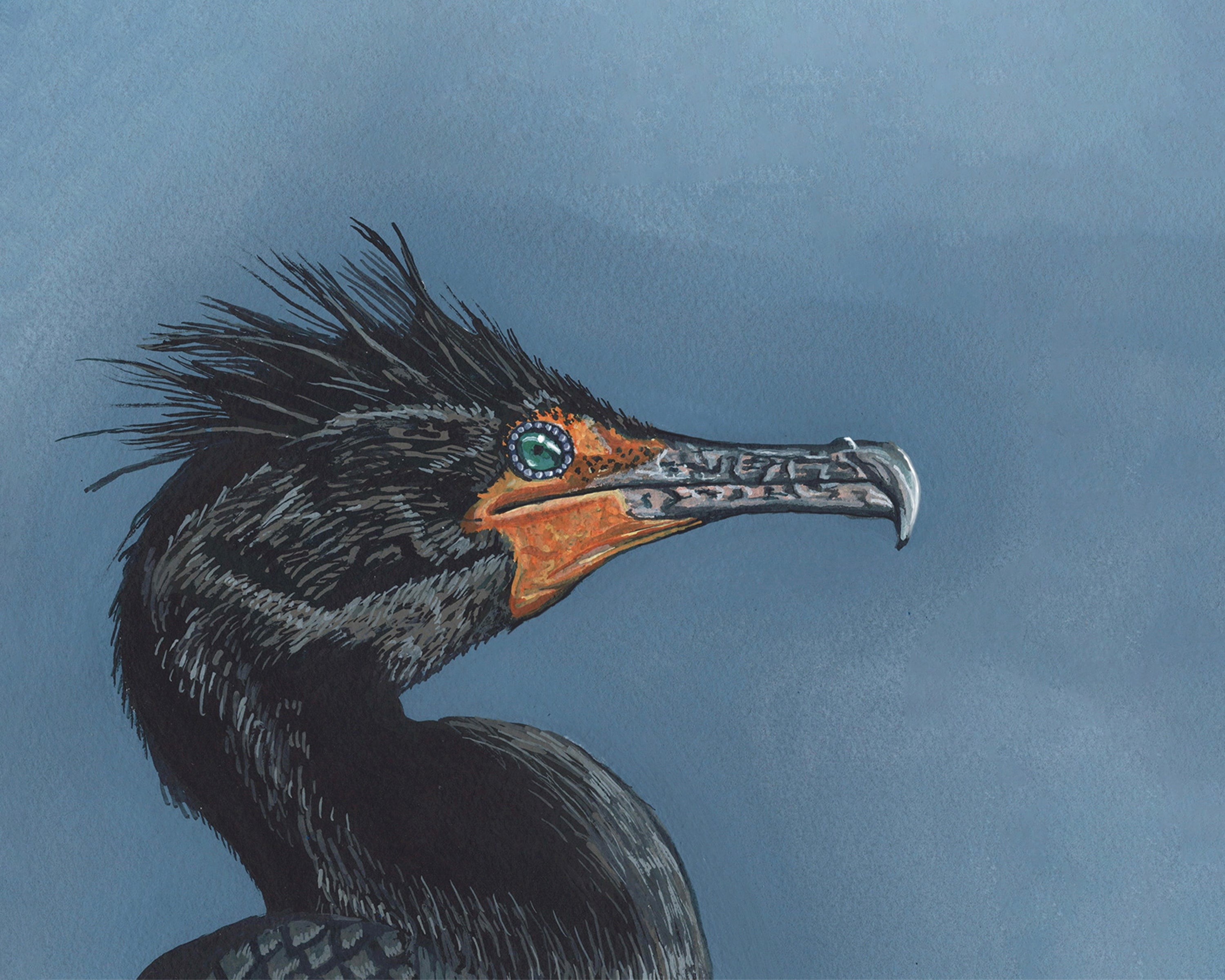 Double-crested Cormorant Print