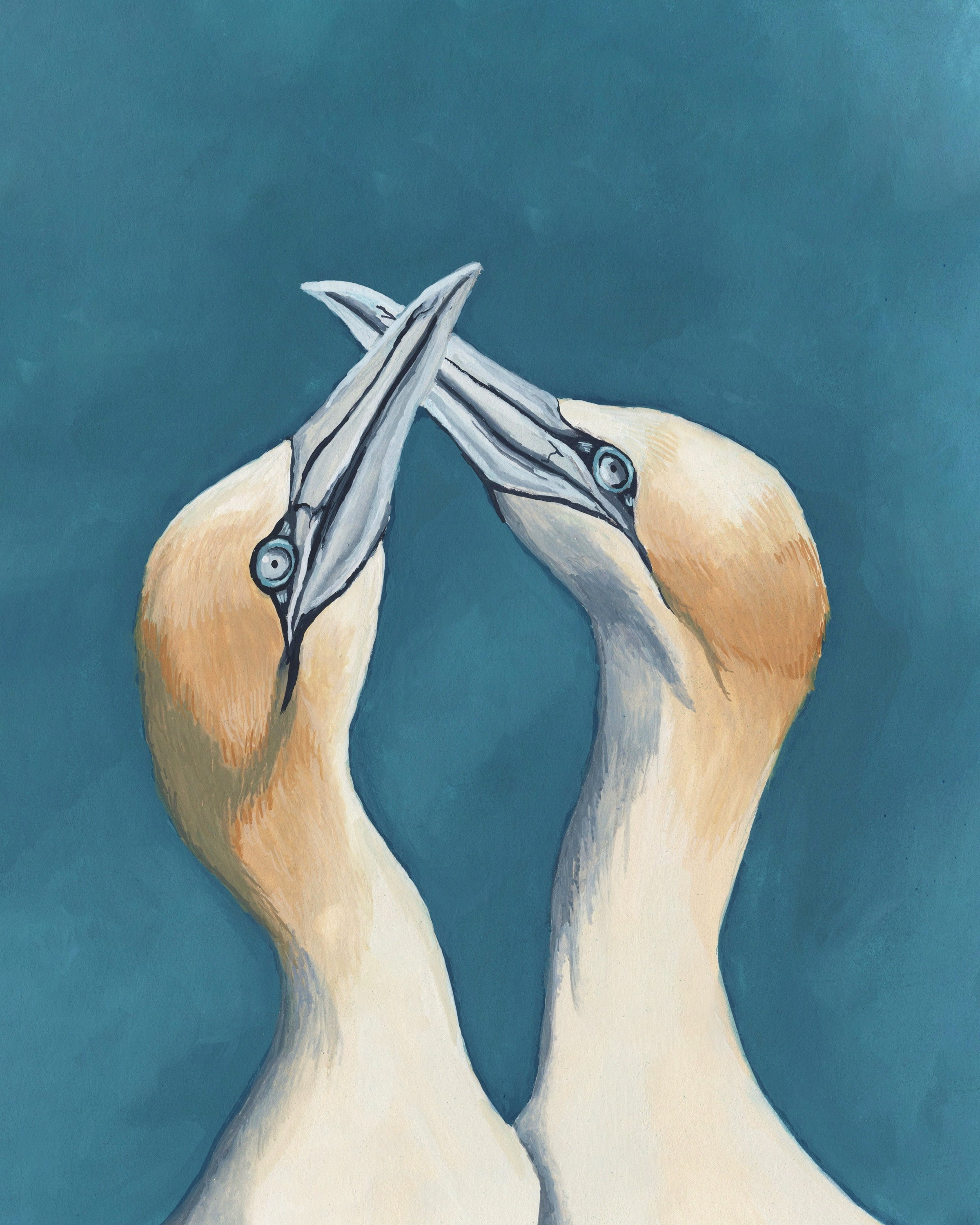 Northern Gannets Print