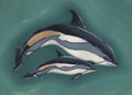 Atlantic White-sided Dolphin Print
