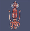Shortfin Squid Print