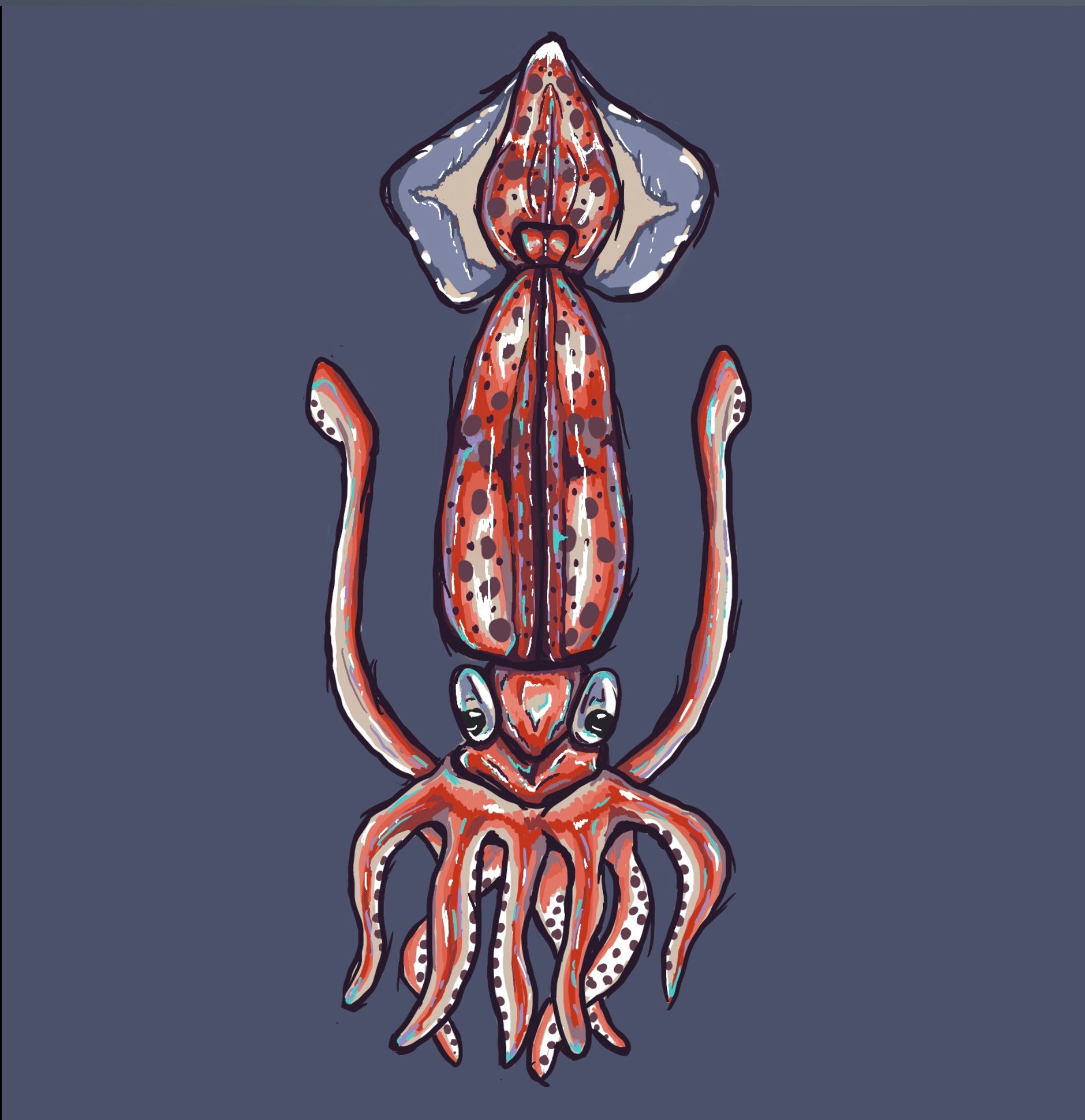 Shortfin Squid Print