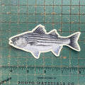 Striped Bass Sticker