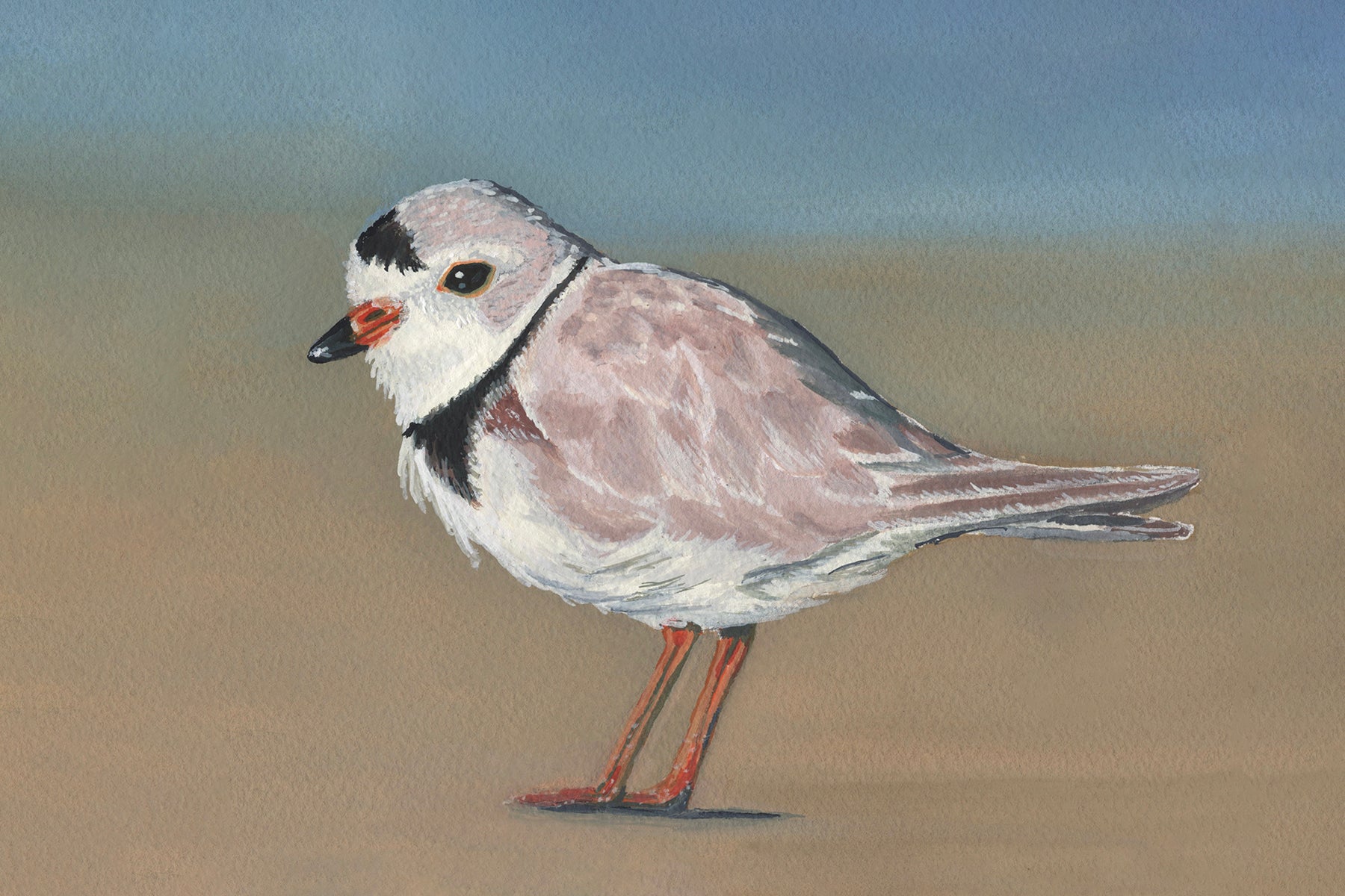 Piping Plover Print