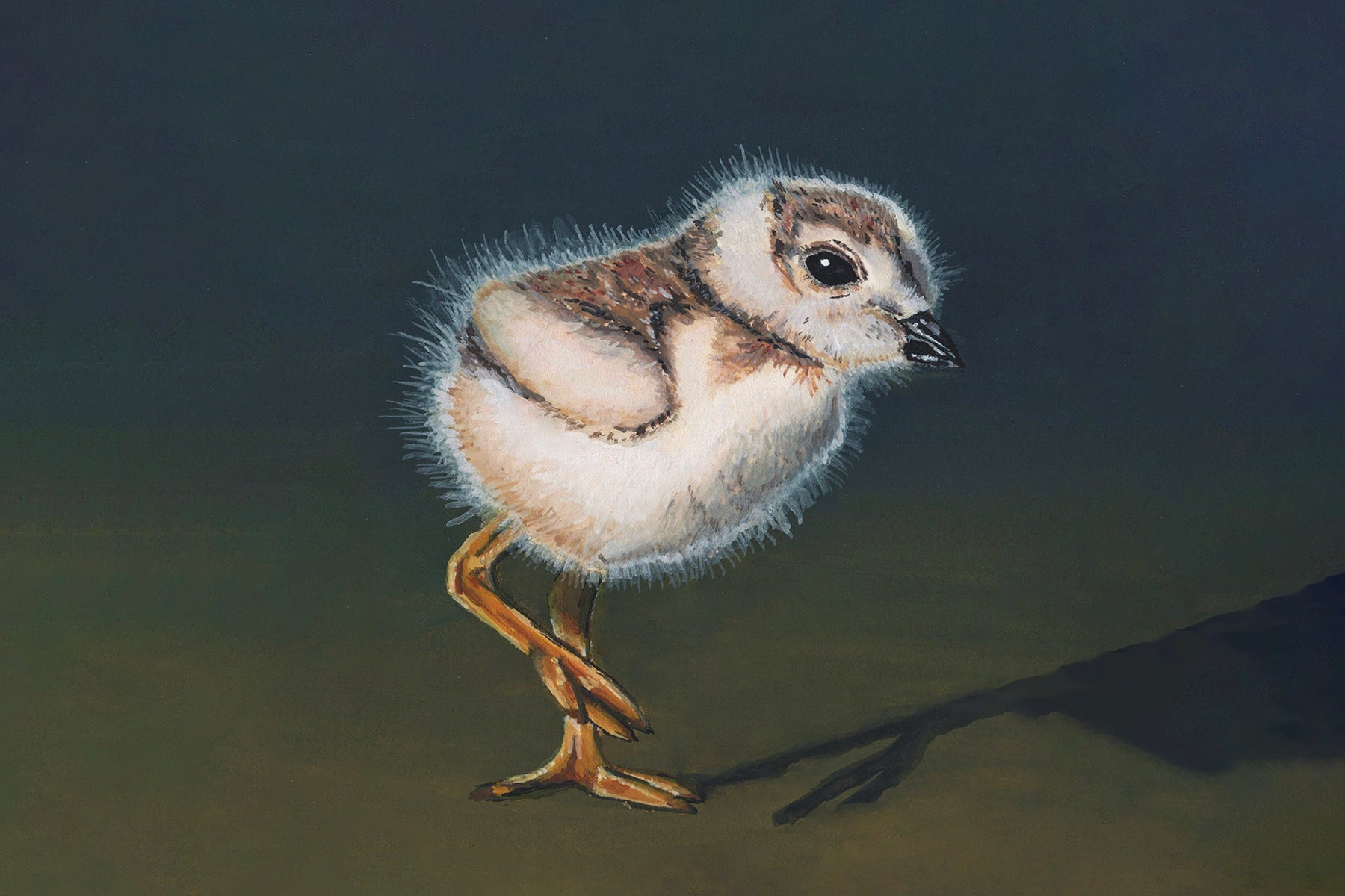 Piping Plover Chick Print