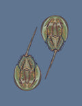 Horseshoe Crabs Print