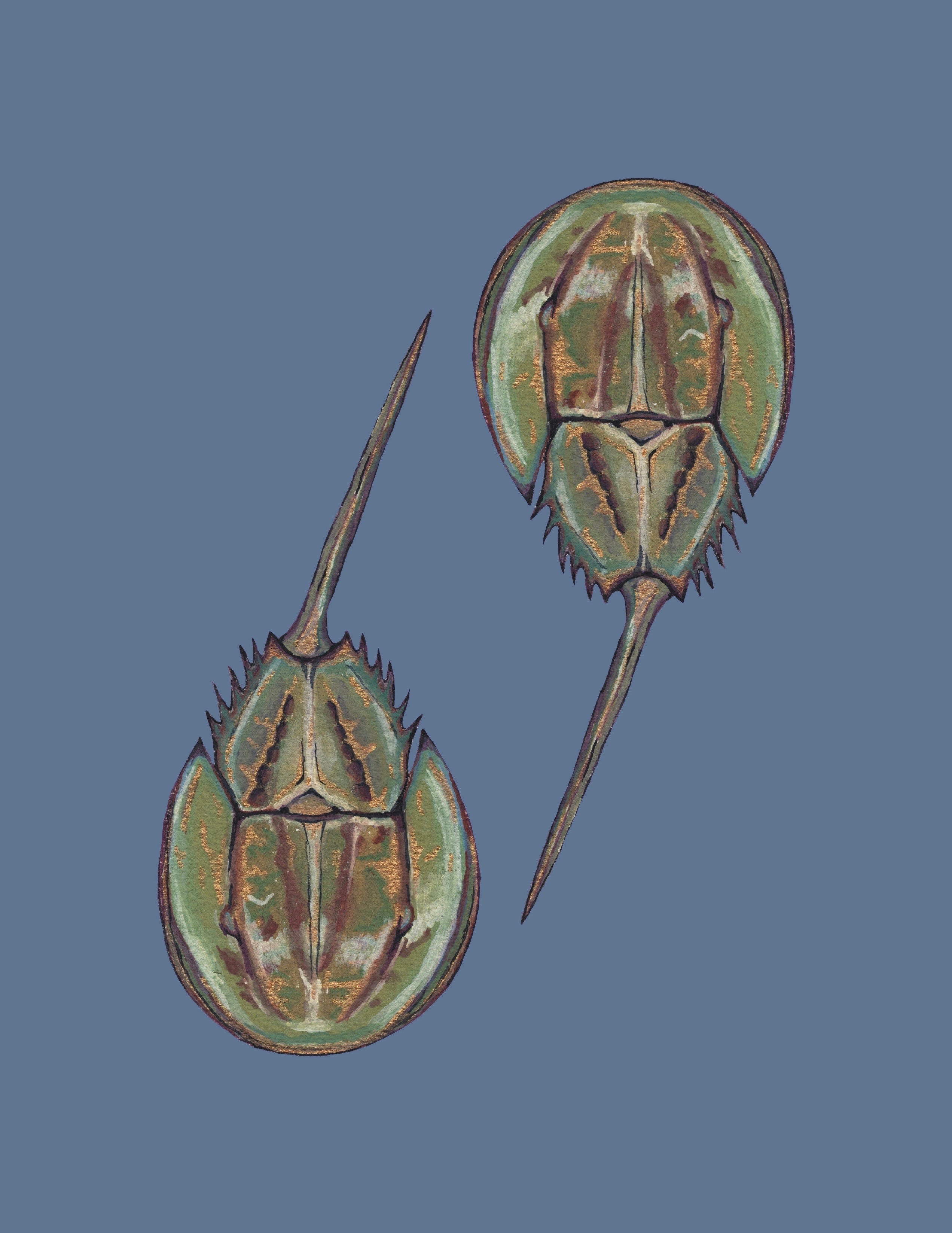 Horseshoe Crabs Print