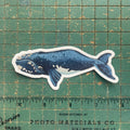 Right Whale Sticker