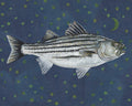 Starry Night Striper