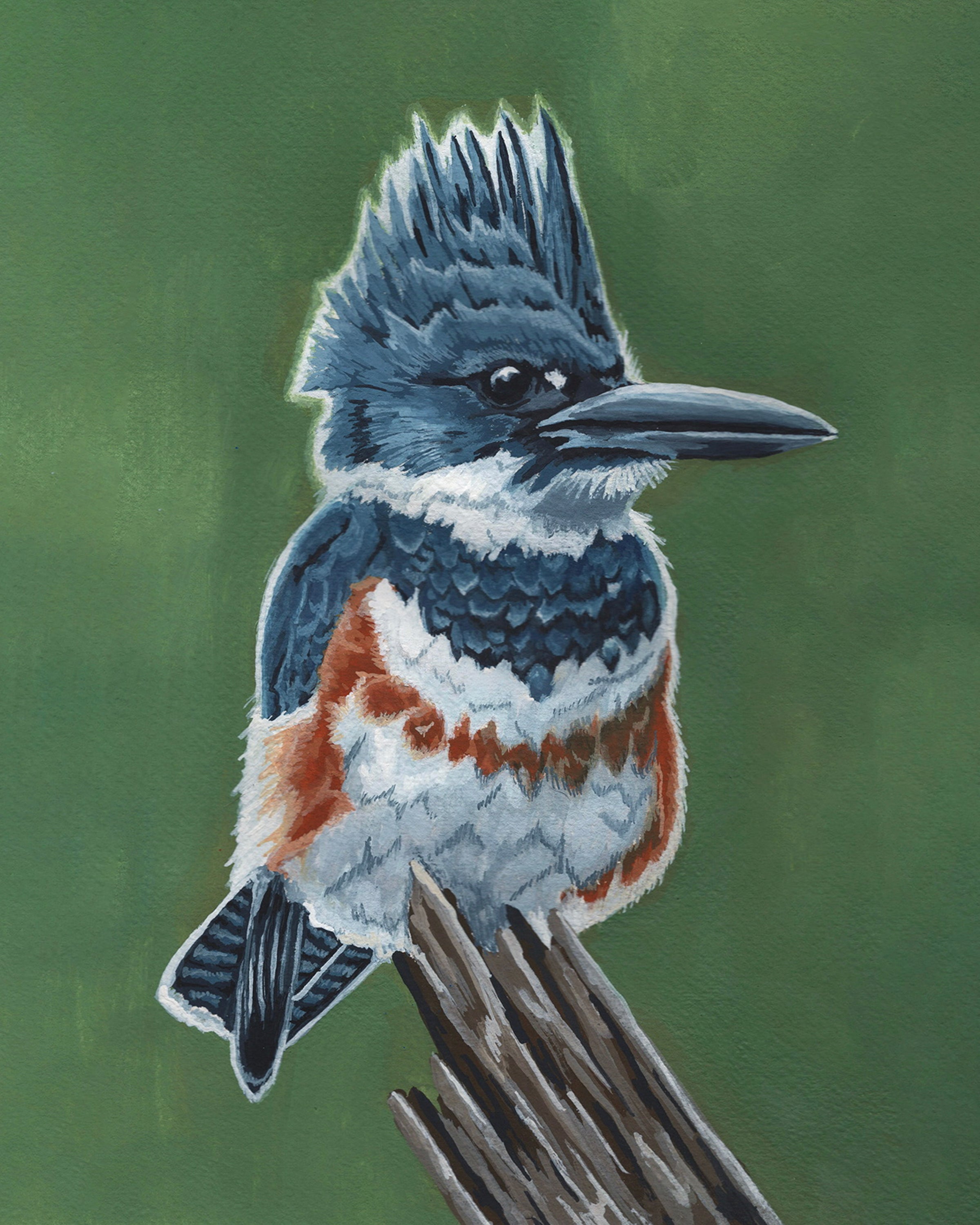 Belted Kingfisher Print
