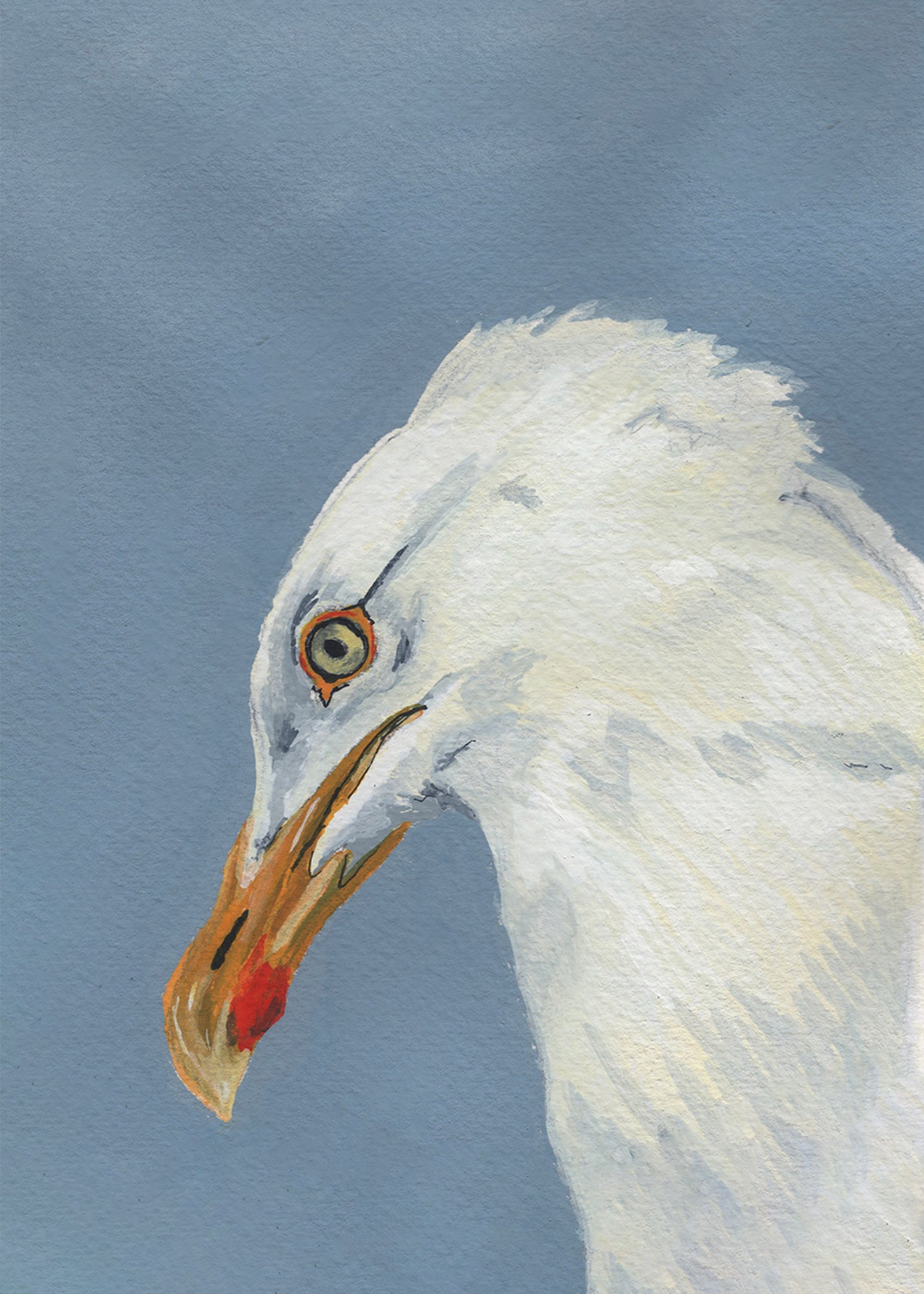 Herring Gull Print