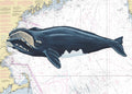 GOM Right Whale Print