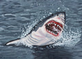 White Shark Print