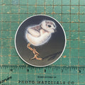 Piping Plover Chick Sticker