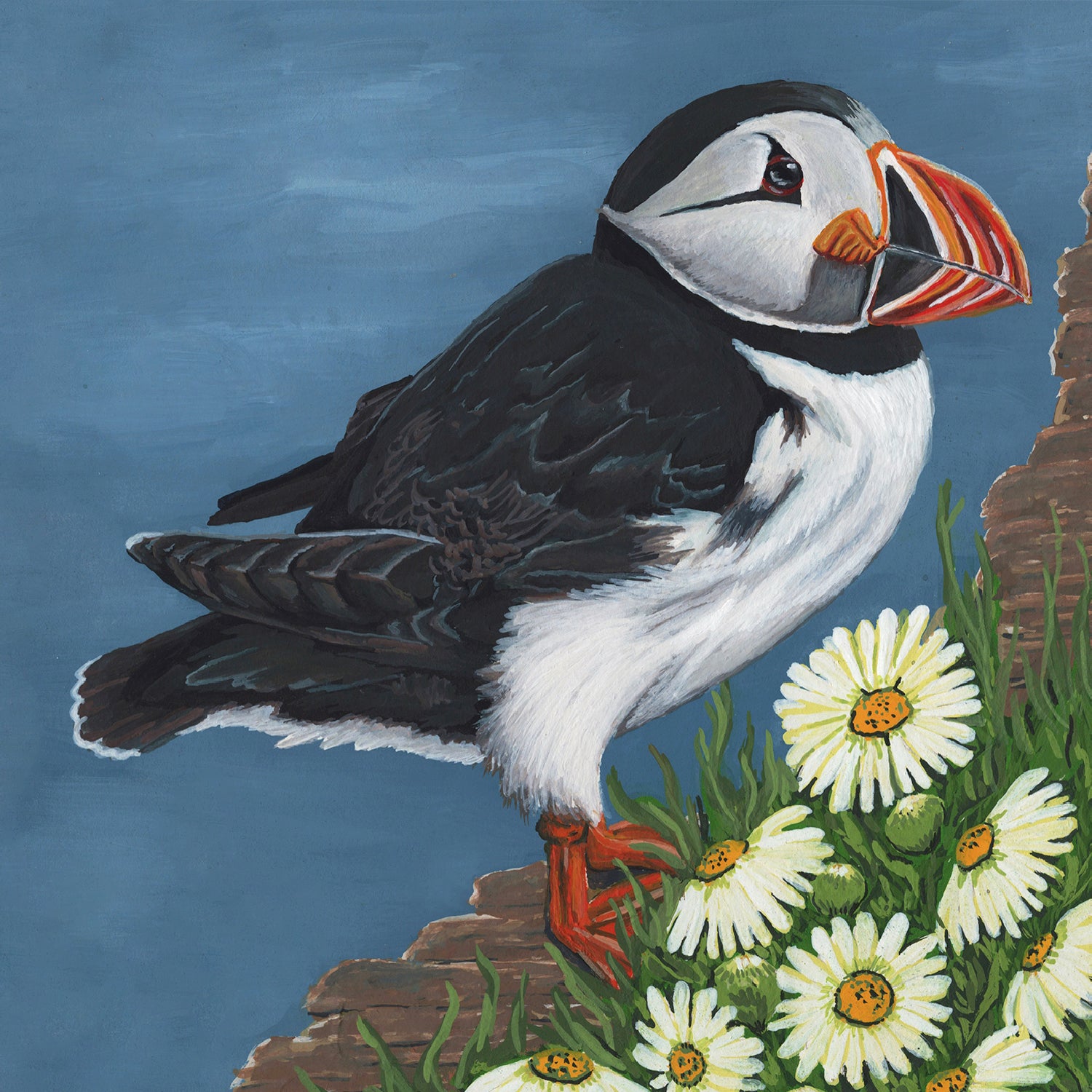 Atlantic Puffin Print