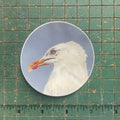 Herring Gull Sticker