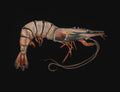 Shrimp Print