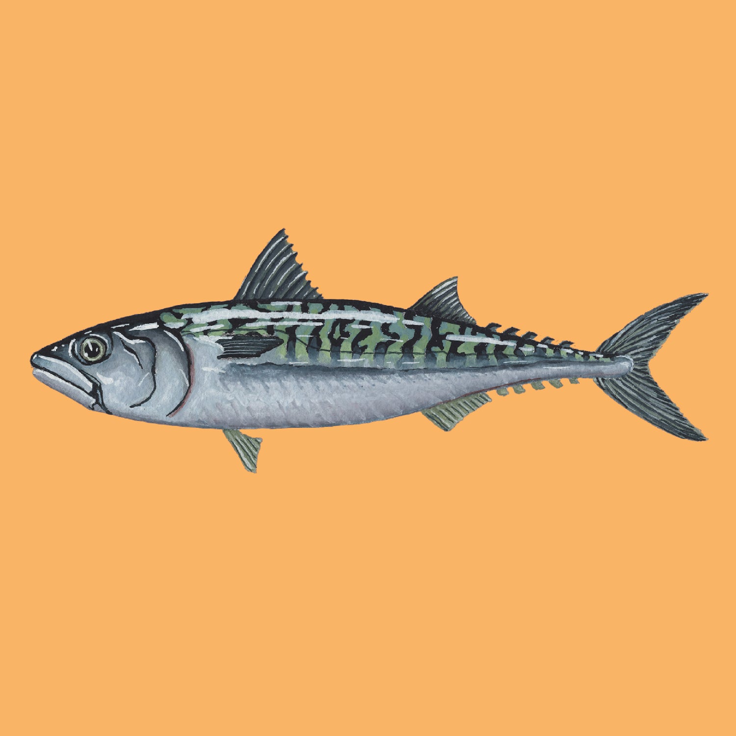 Atlantic Mackerel Print